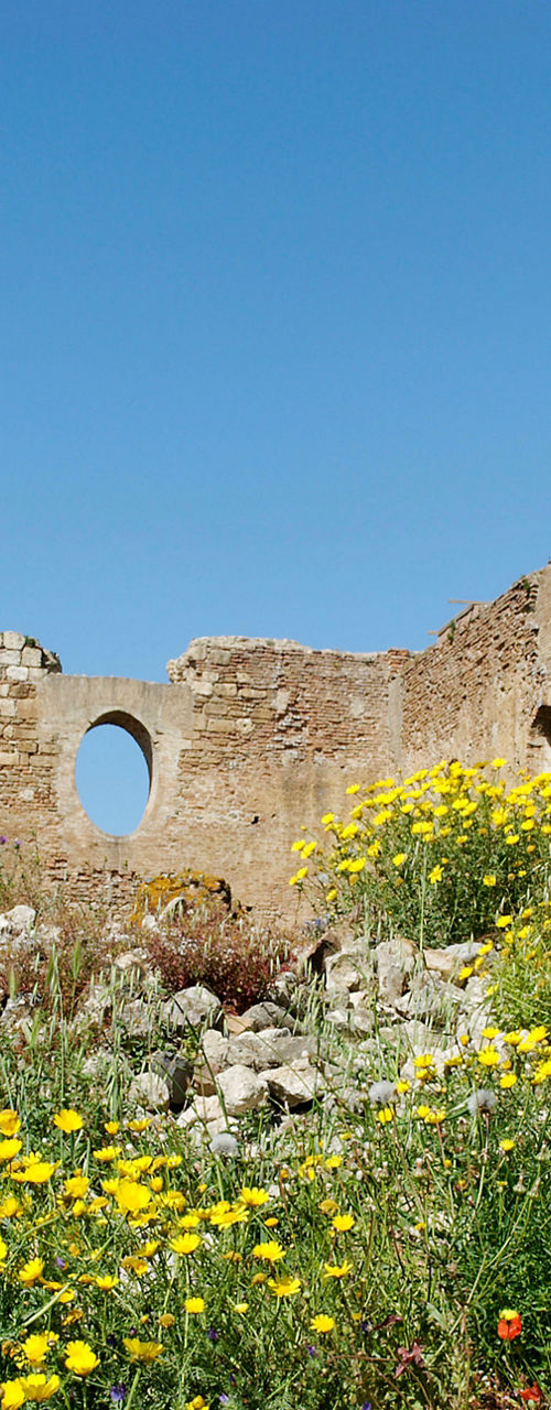 Ancient ruins with vibrant yellow flowers