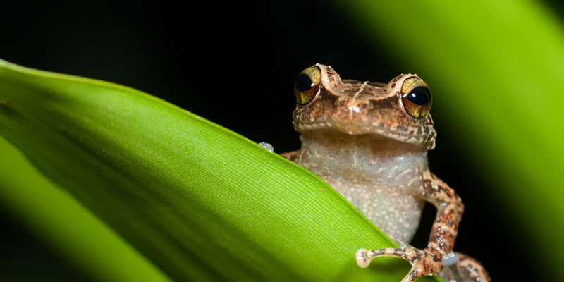 Tree frog perched on green leaf