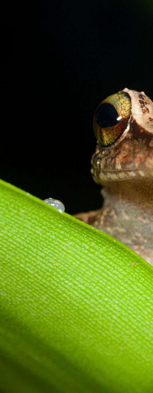 Tree frog perched on green leaf