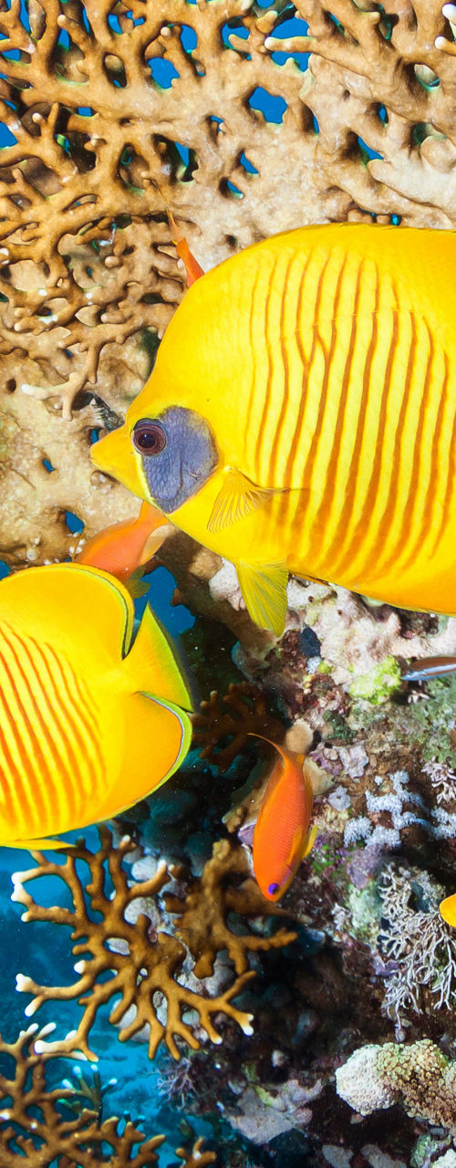 Yellow butterflyfish swimming around coral reef