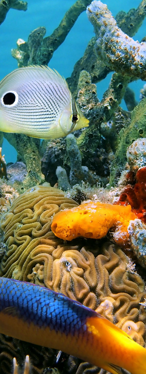 Colorful tropical fish swimming near coral reef