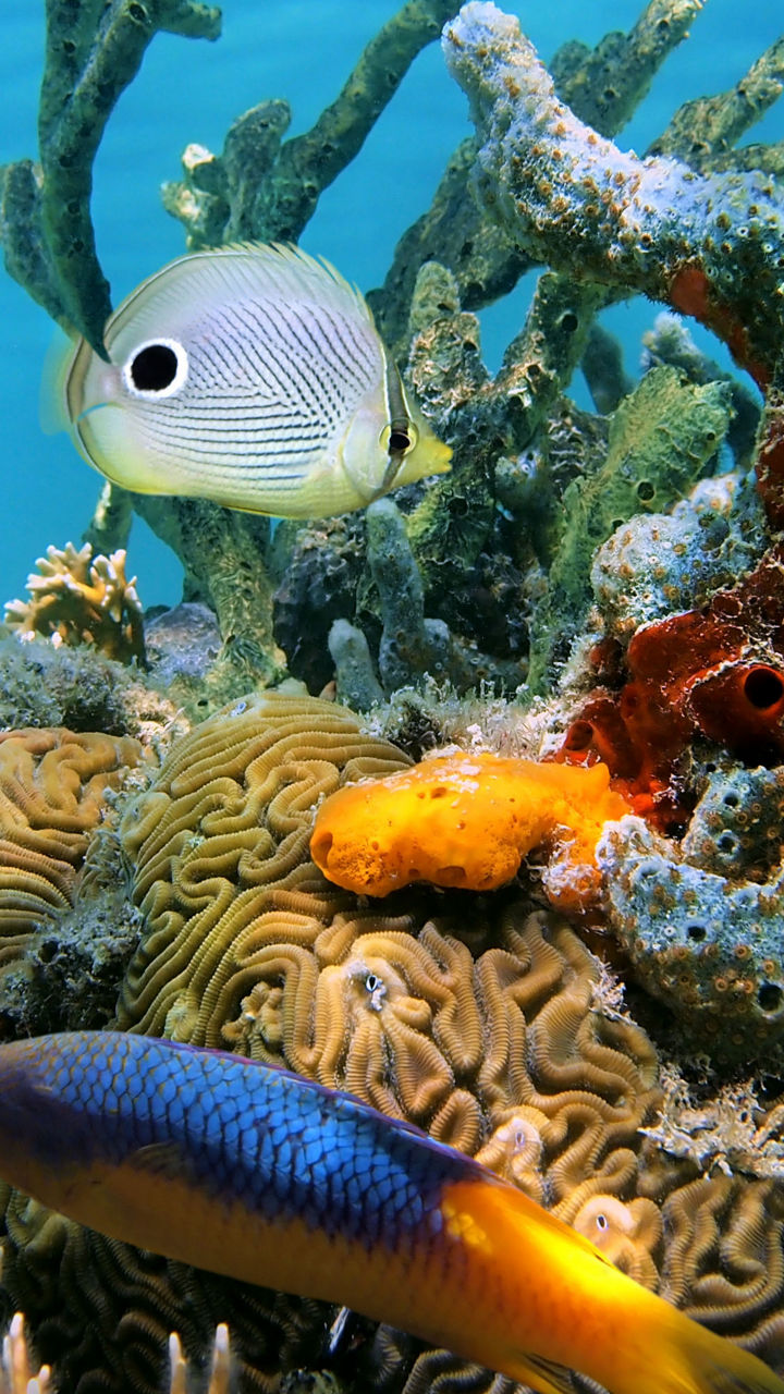Discover Scuba