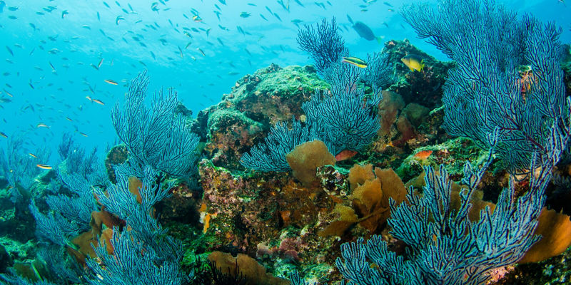 Vibrant coral reef with tropical fish