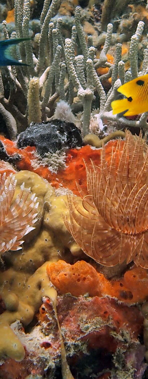 Colorful coral reef with tropical fish