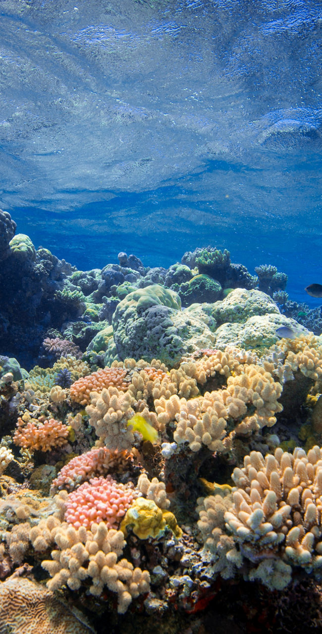 Vibrant coral reef under clear ocean water