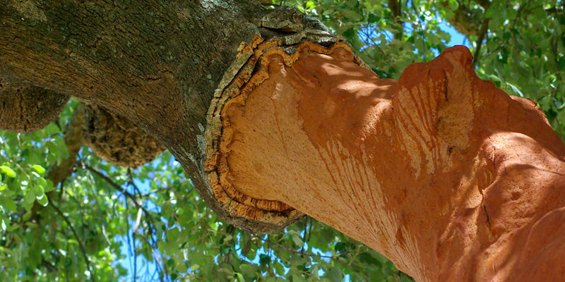 Close-up of peeling bark on tree trunk
