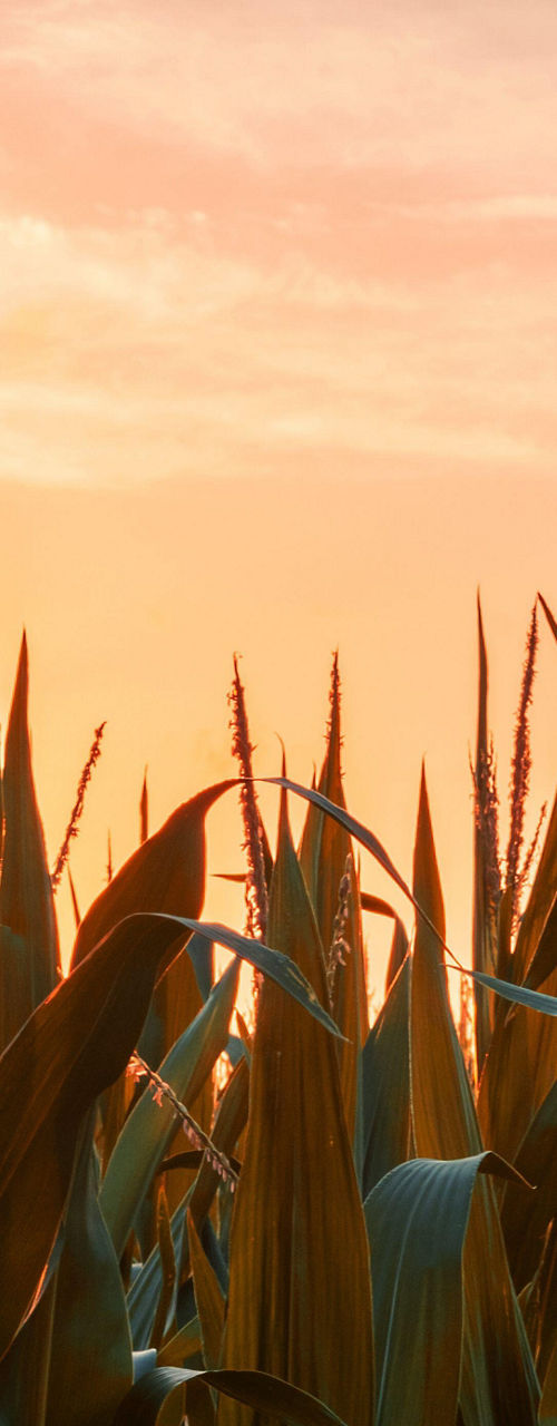 Cornfield at sunset with golden hues