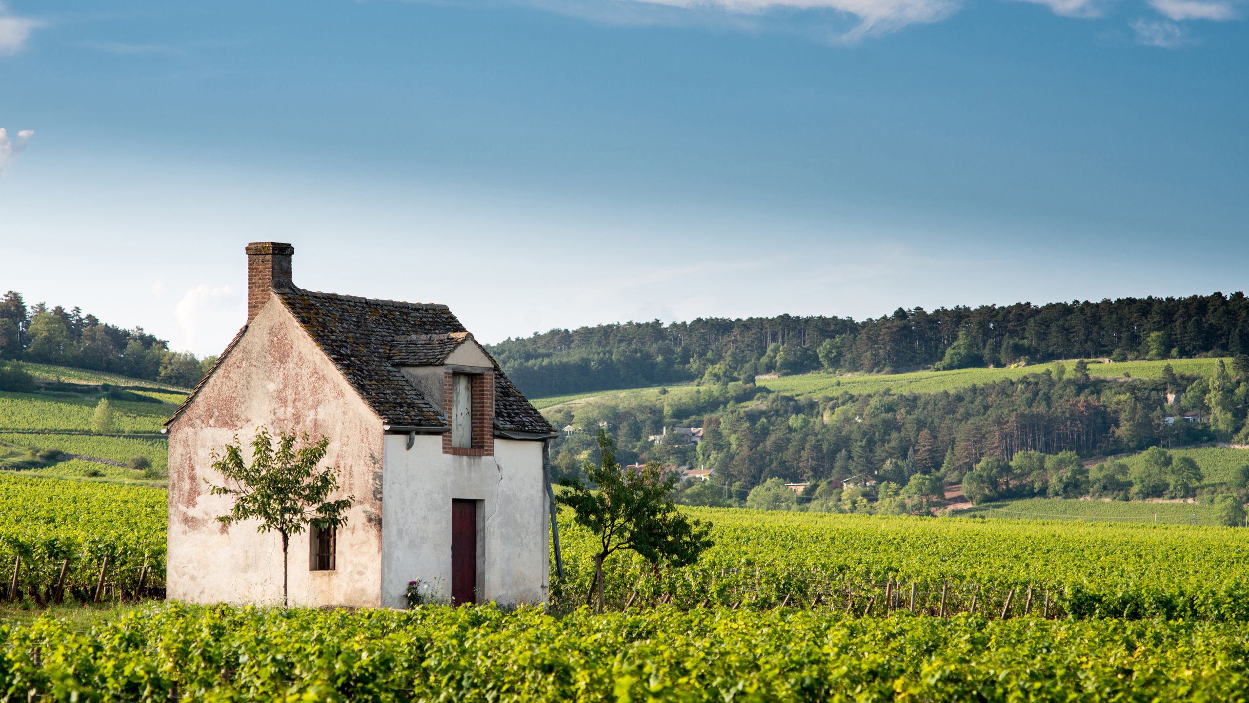 Lyon, Provence & the Rhineland