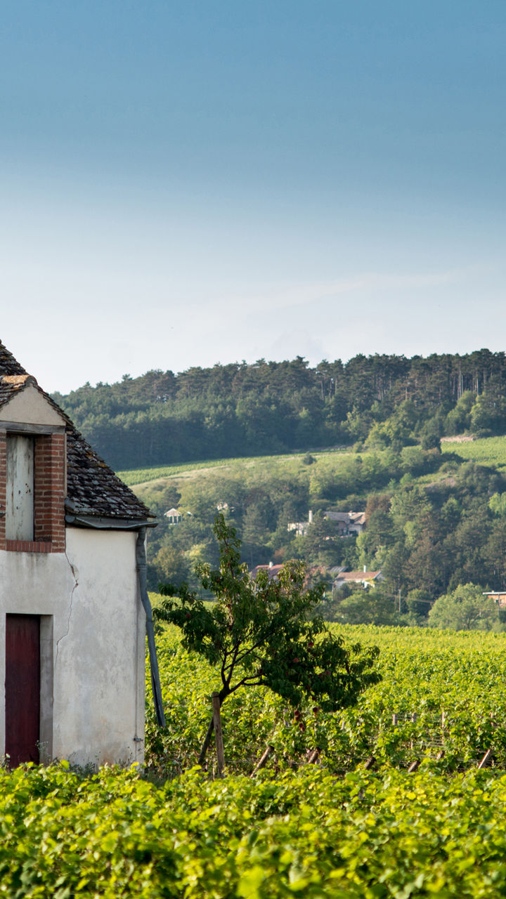 Rustic house in lush vineyard landscape