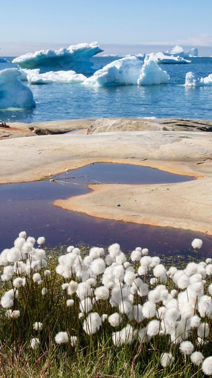Arctic landscape with icebergs and cotton grass