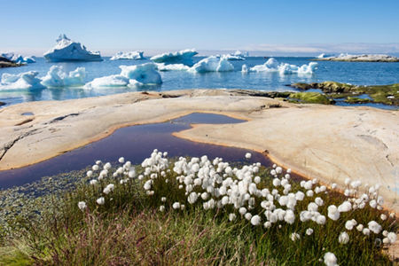 Arctic landscape with icebergs and cotton grass