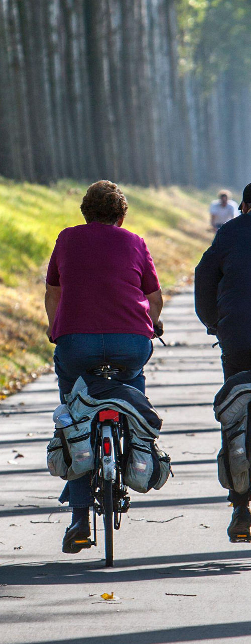 Two cyclists on a tree-lined path