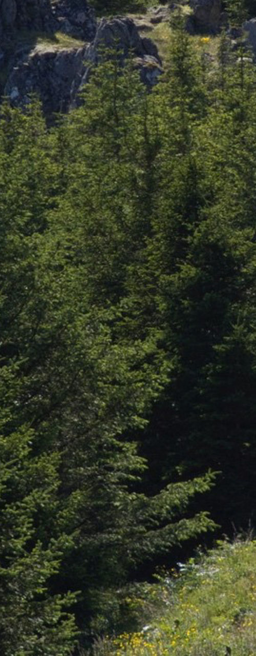 Two hikers on forest trail in mountains