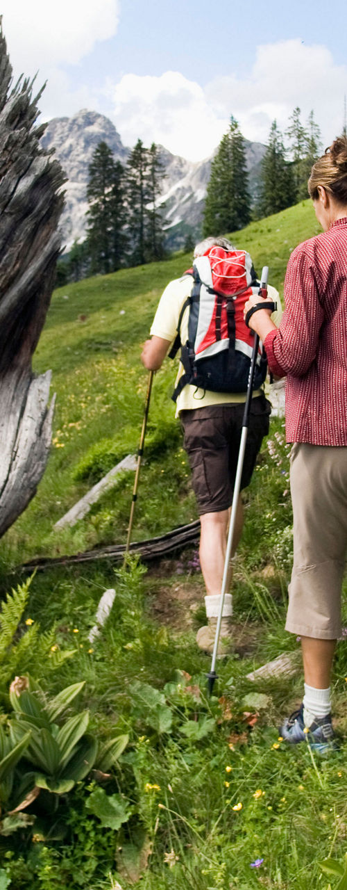 Hikers exploring lush alpine trail
