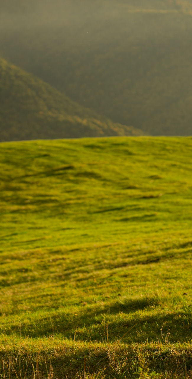 Brown cow grazing on scenic hillside