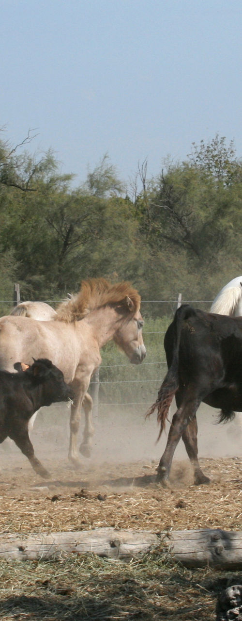 Horseback herding cattle in rural landscape