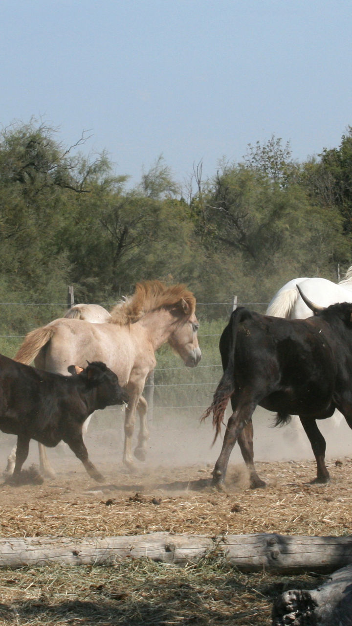 Traditions of the Camargue & Aigues Mortes