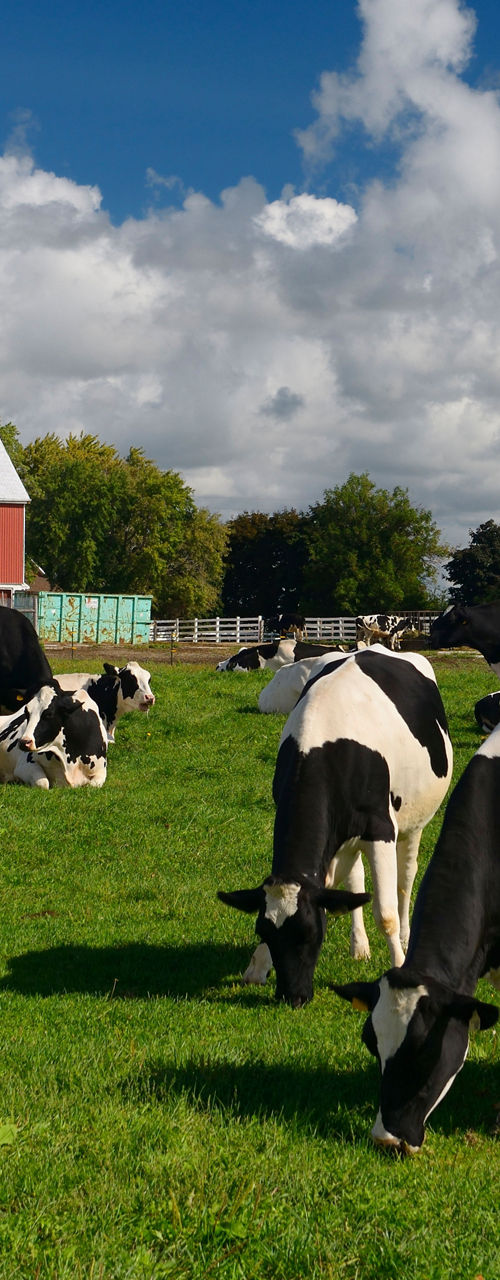 Cows grazing near red barn and silo