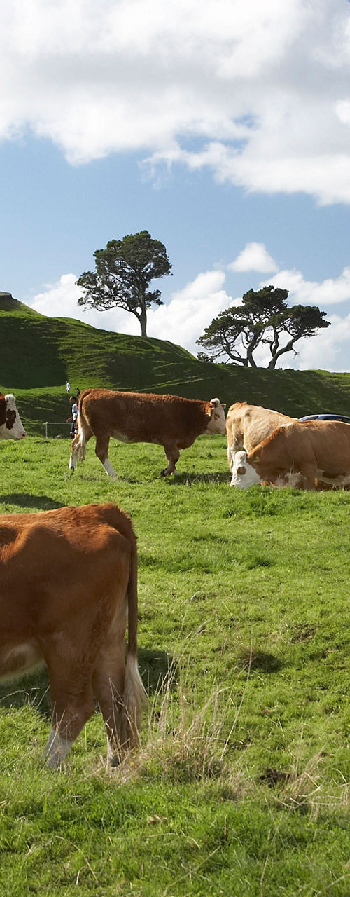 Cows grazing near scenic hill monument