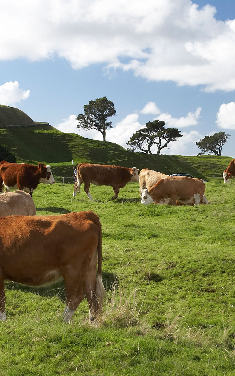 Cows grazing near scenic hill monument