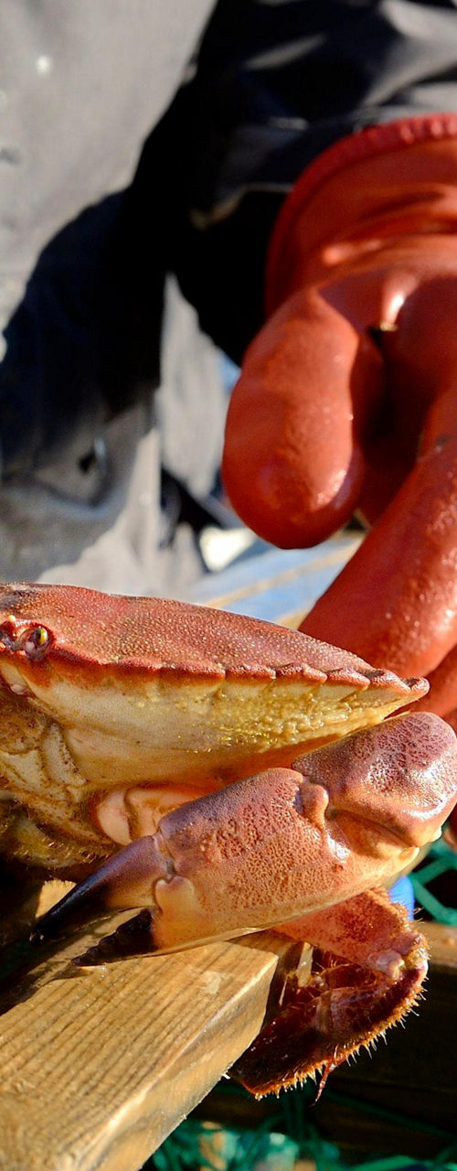 Fisherman handling fresh crab on boat