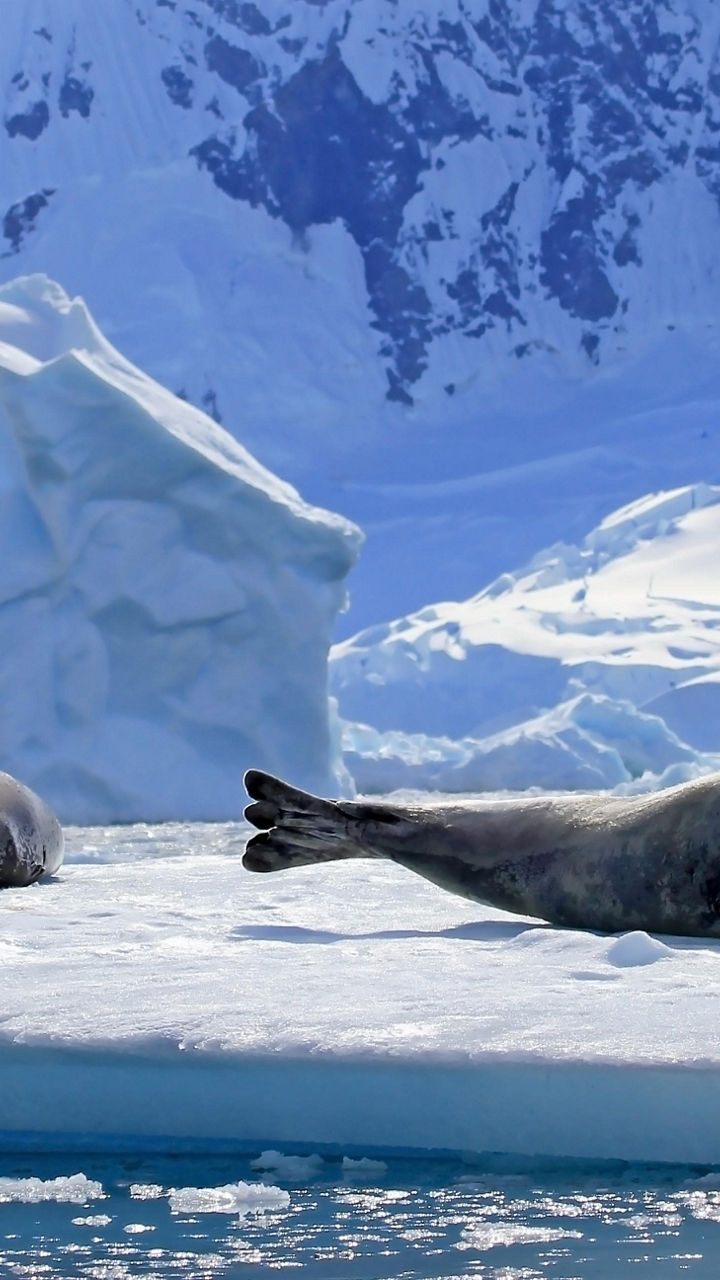 Seals resting on icy Antarctic landscape