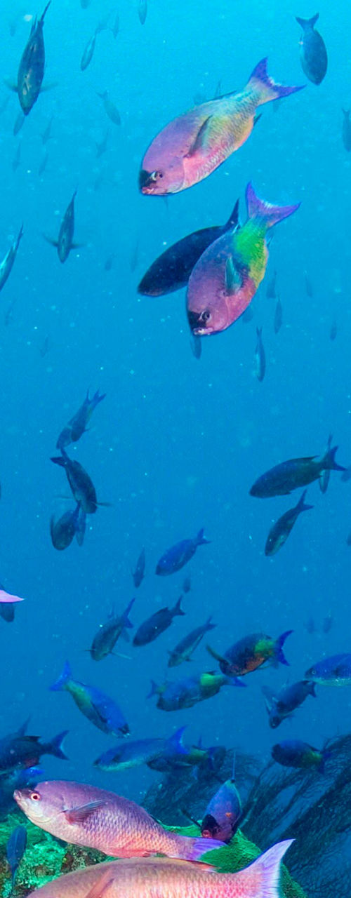 Vibrant coral reef with colorful fish