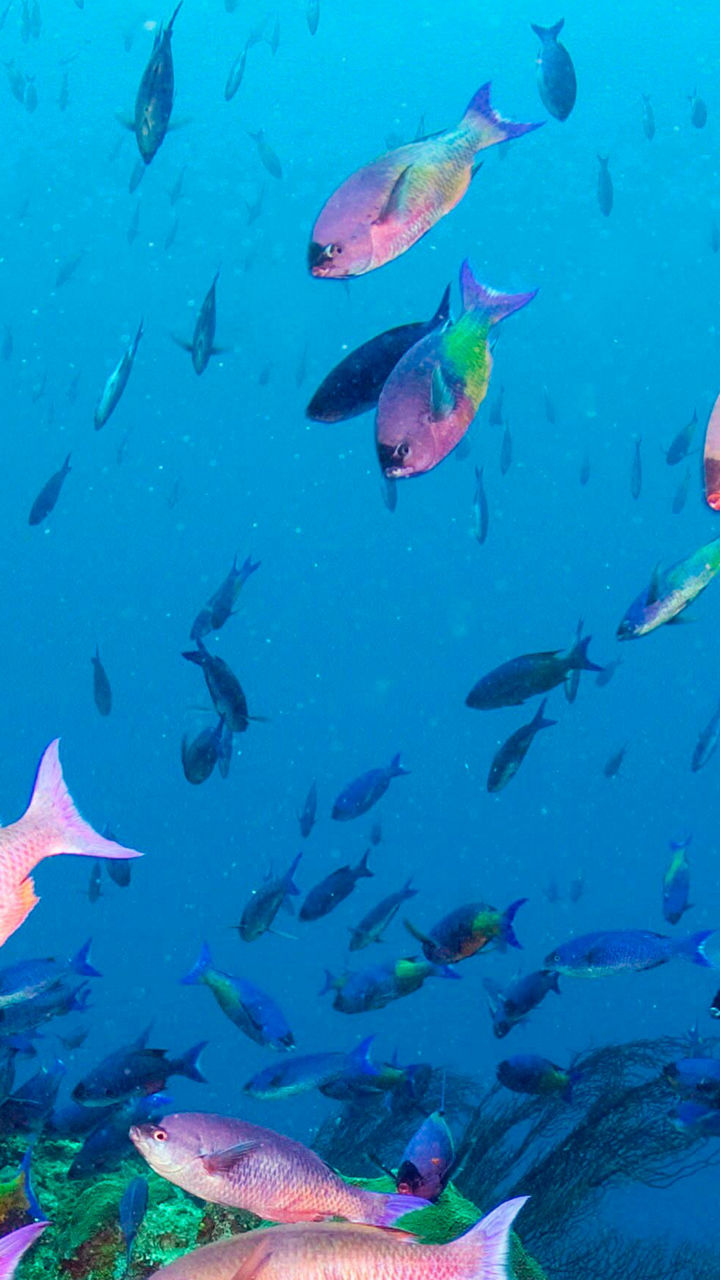 Atlantis Submarine Expedition