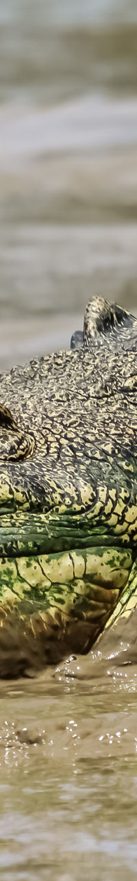Large crocodile resting on muddy riverbank