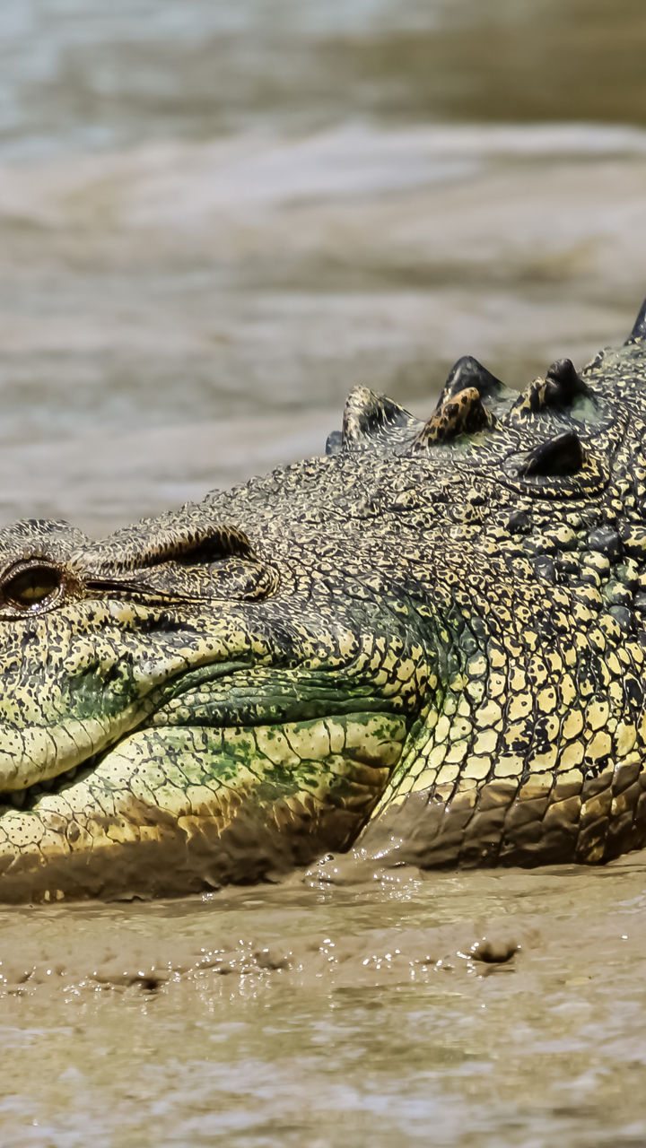 Large crocodile resting on muddy riverbank