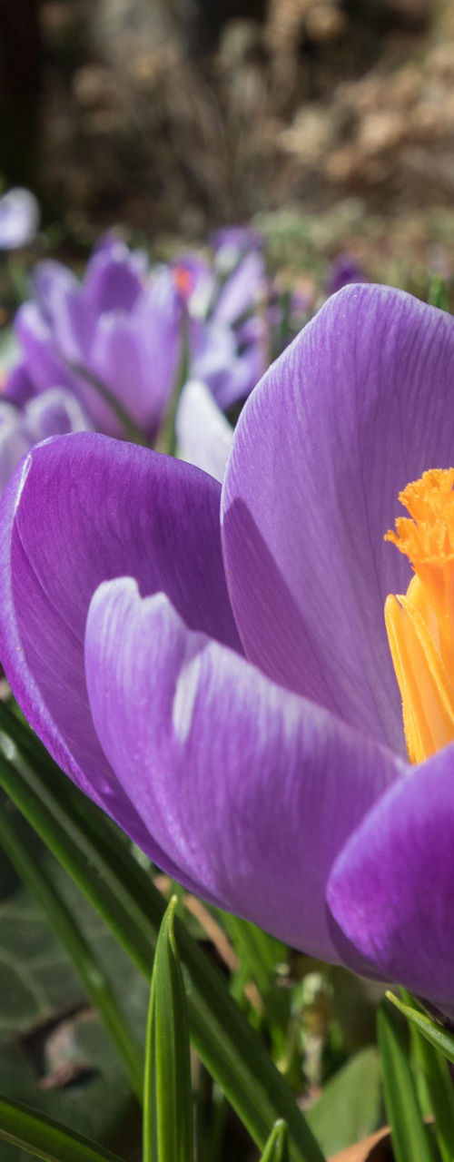 Purple crocus flowers blooming in sunlight