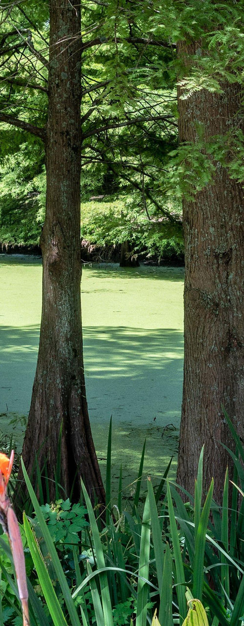 Lush swamp landscape with vibrant flowers