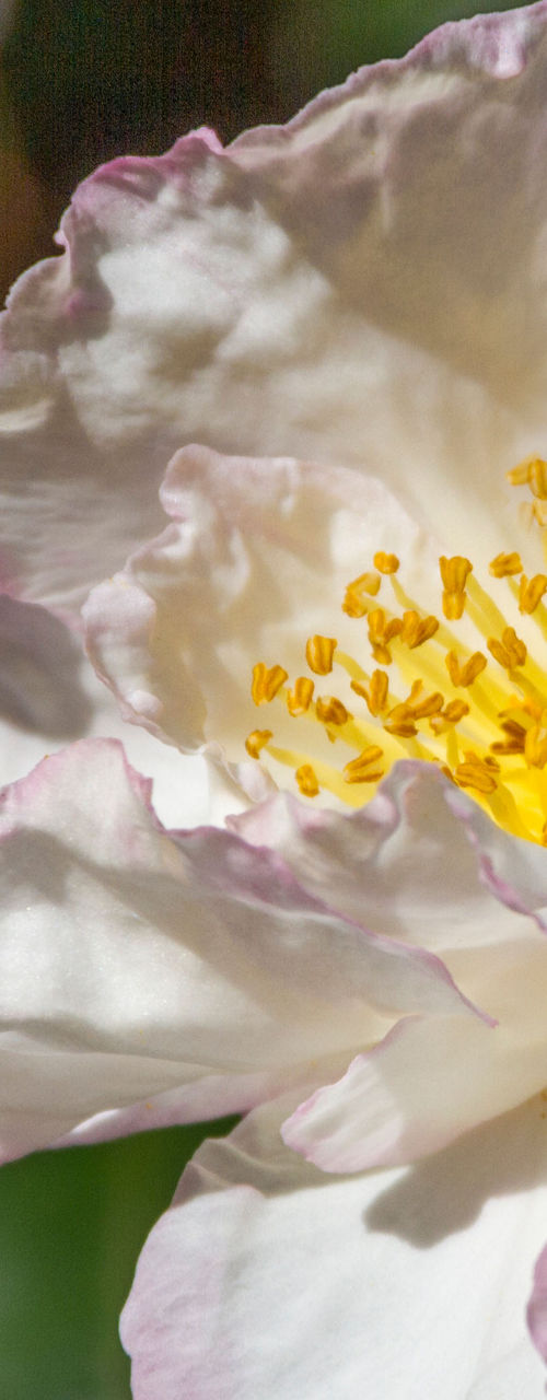 White camellia flower in sunlight