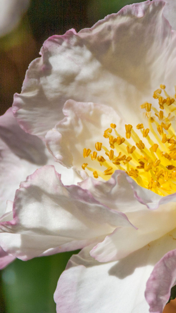 White camellia flower in sunlight