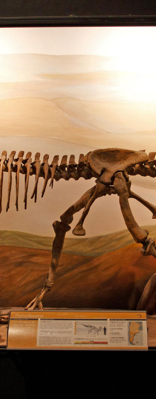 Dinosaur skeletons in museum exhibit