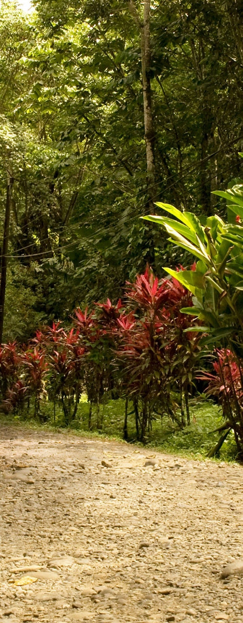 Tropical forest path with vibrant foliage