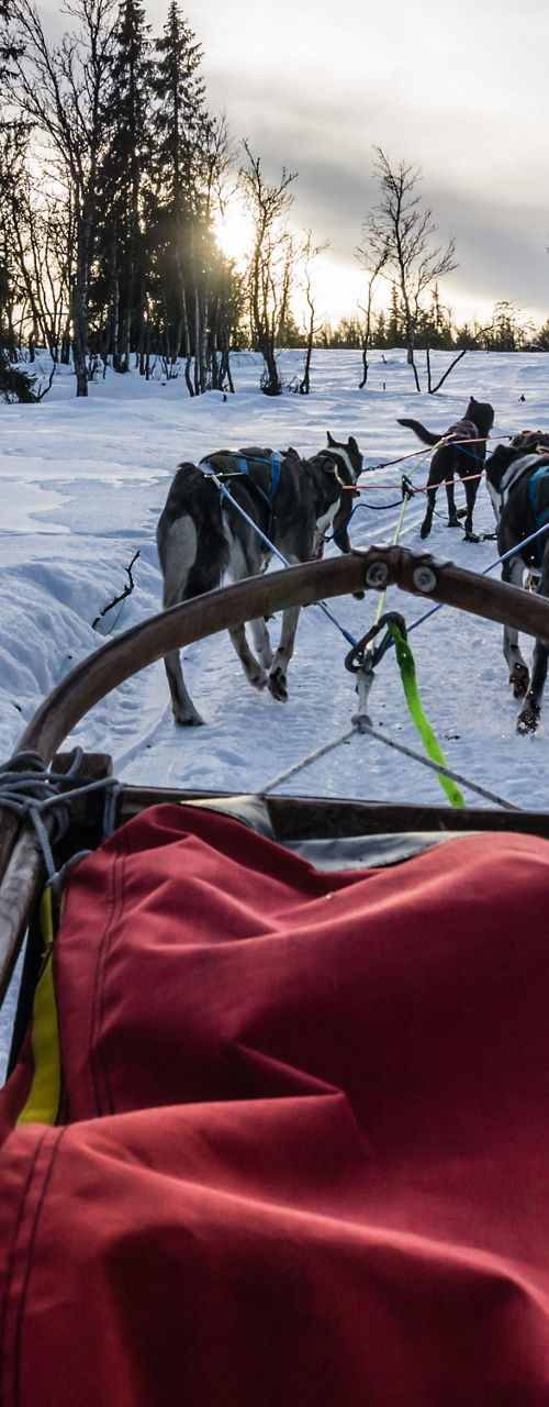 Dog sledding adventure in snowy forest