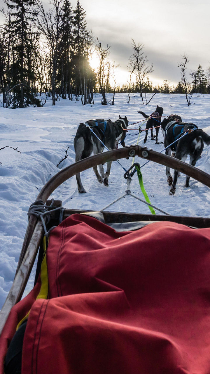 Norwegian Tundra by Husky Sled