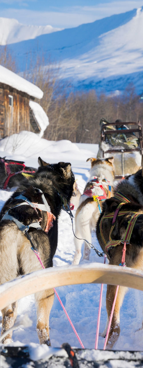 Dog sledding in snowy mountain landscape