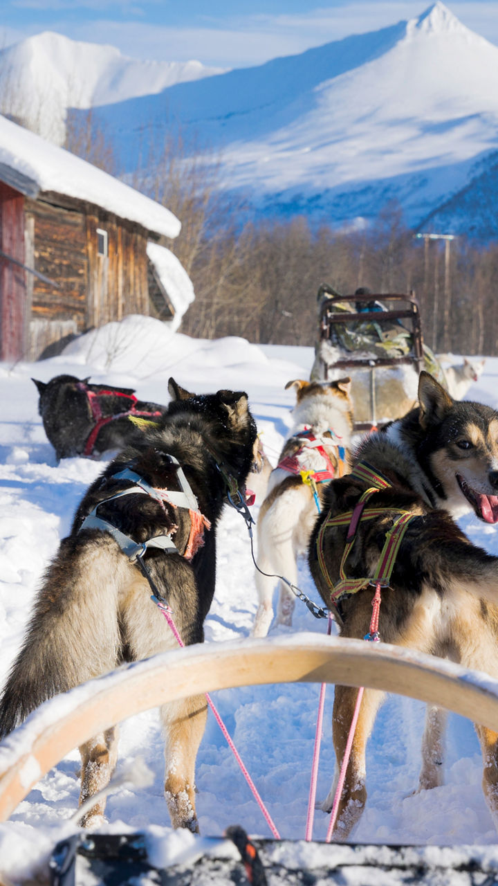 Dogsled Ride & Lunch