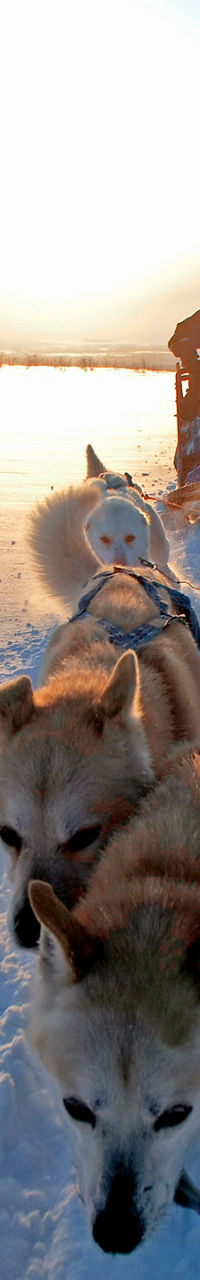 Dog sledding adventure in snowy landscape