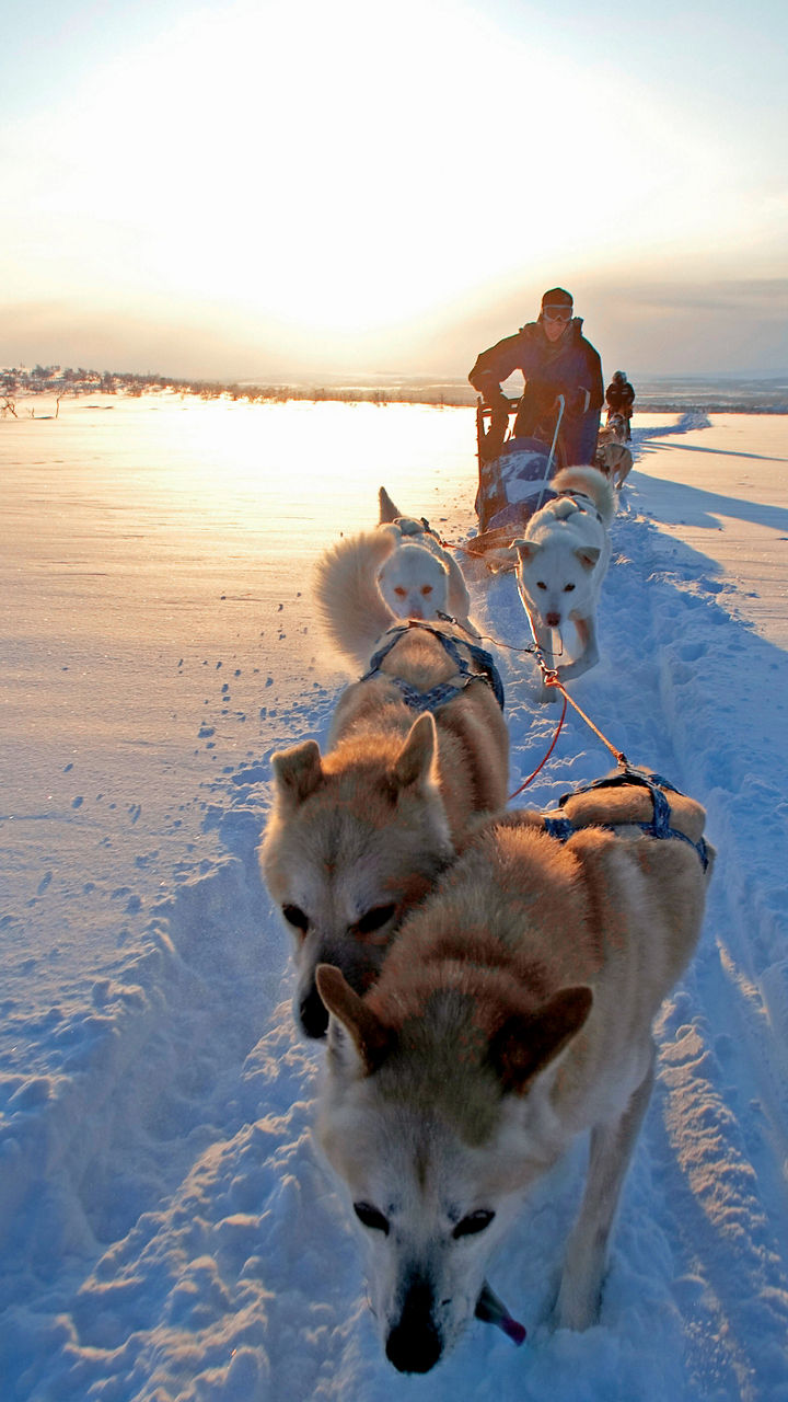 Dog sledding adventure in snowy landscape