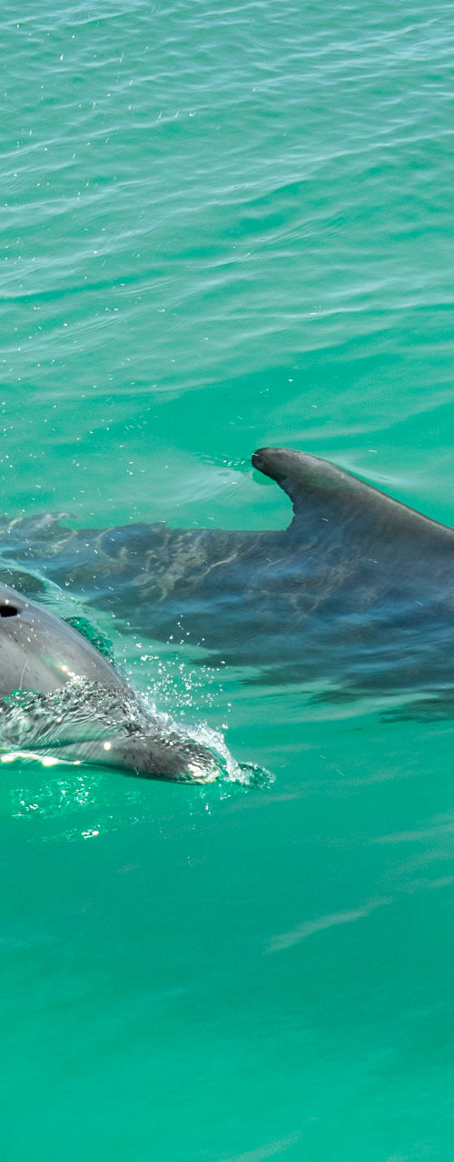 Two dolphins swimming in turquoise water