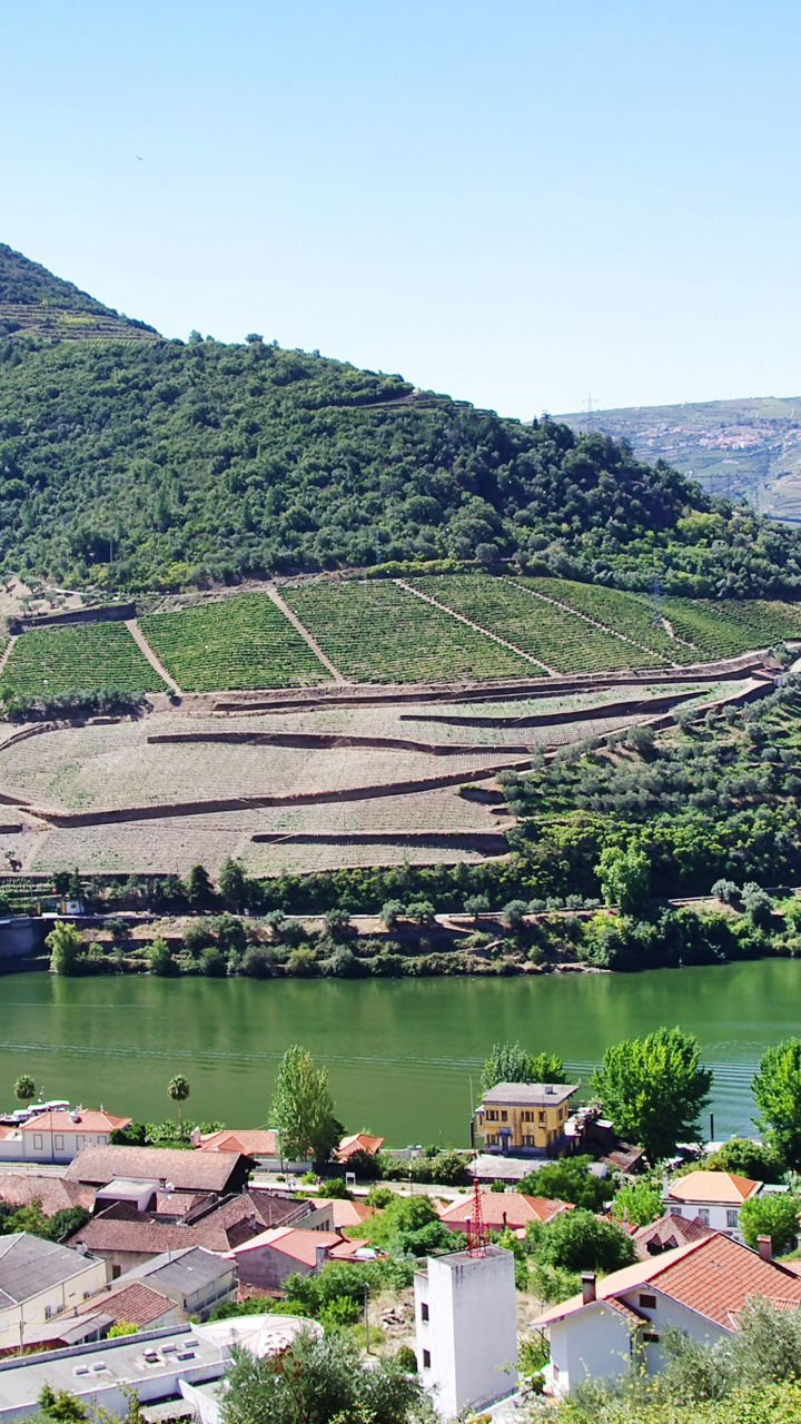 Scenic vineyard landscape with river view