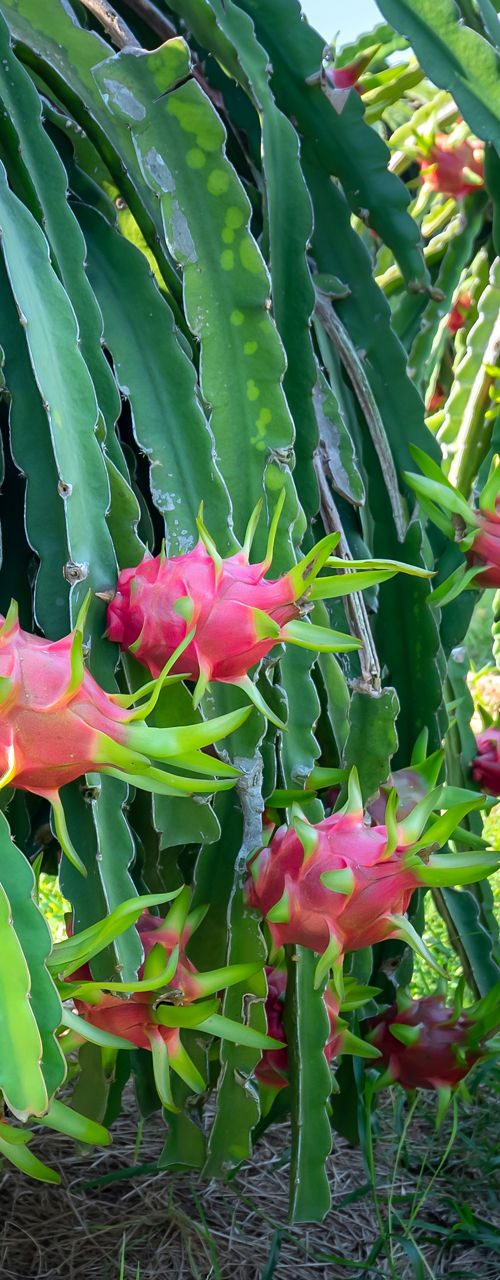 Dragon fruit plants in sunny farm setting