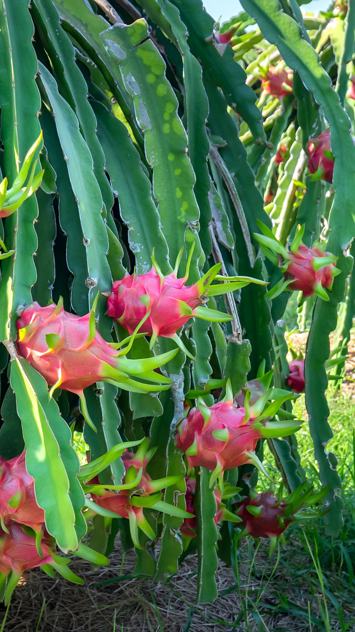 Vietnamese Agriculture Experience