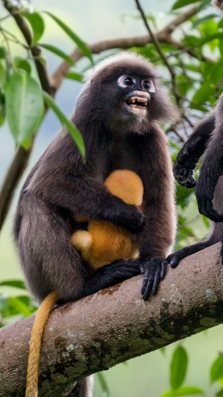 Dusky leaf monkeys perched on tree branches