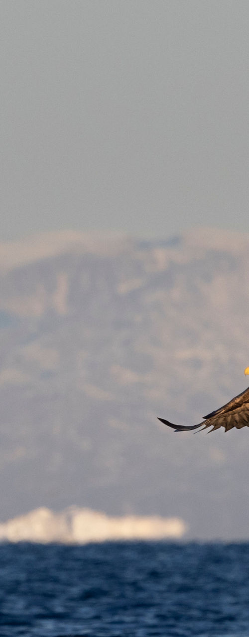 Eagle soaring over icy ocean waters