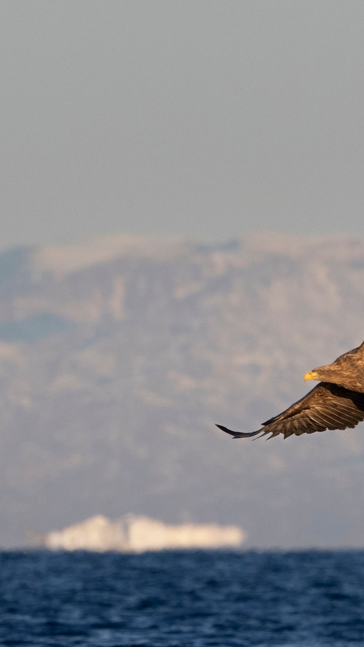 Eagle soaring over icy ocean waters