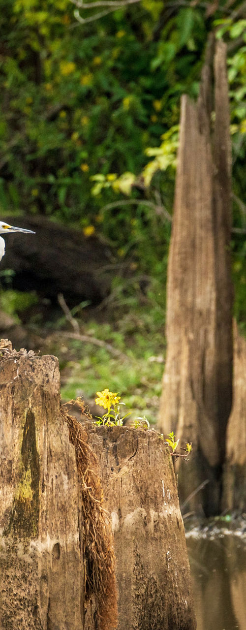 White heron perched on tree stump in wetland